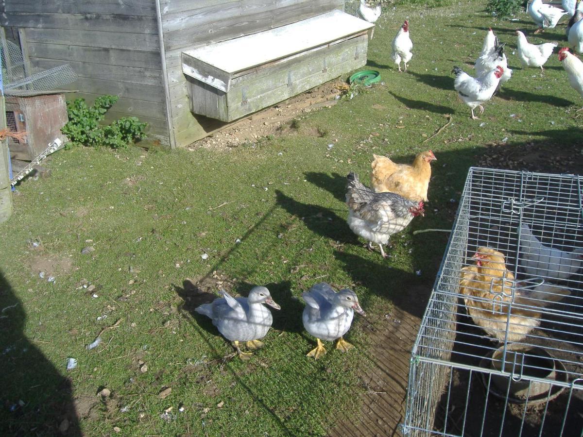 South Moor Farm Panzió Scarborough Kültér fotó